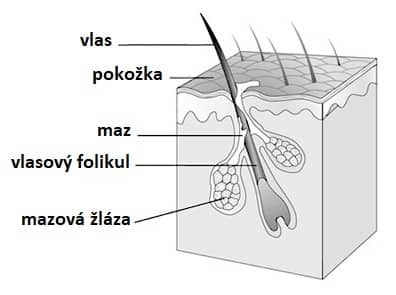 vlasový folikul